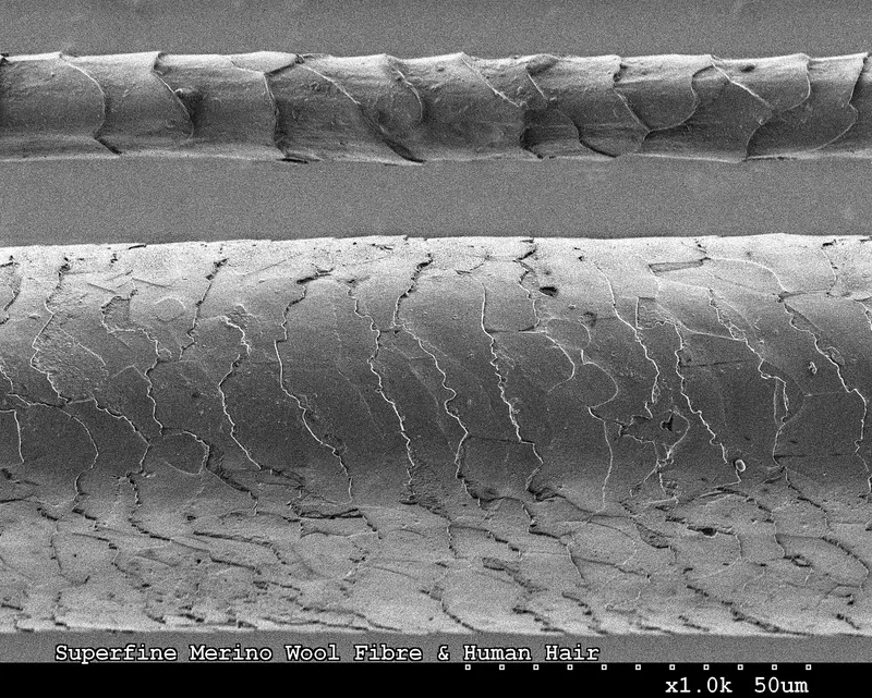 Black-and-white scanning electron micrograph at 1,000x showing a thick human hair shaft (bottom) covered in overlapping flat cuticle scales, with a much finer Merino wool fibre above it for comparison